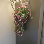 Lilly 36
